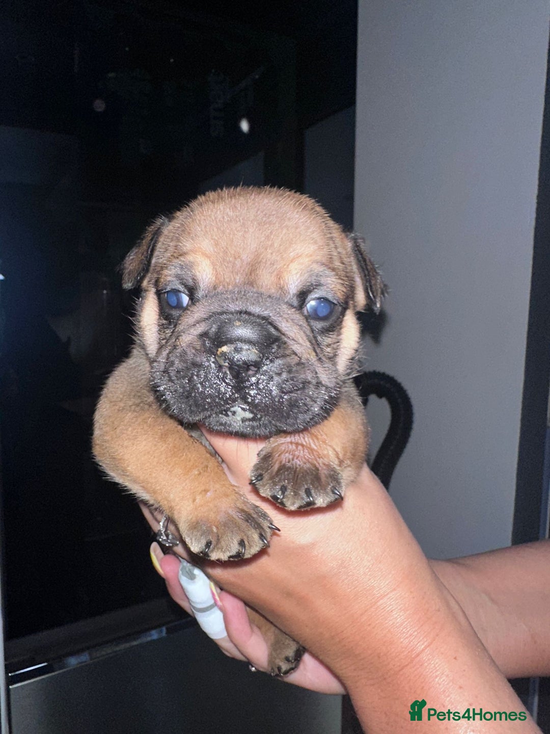 English Bulldog dogs for sale: Beautiful English bulldog puppies - Image 21