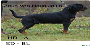 Rottweiler dogs Top Quality Rottweiler Puppies  - Advert 6