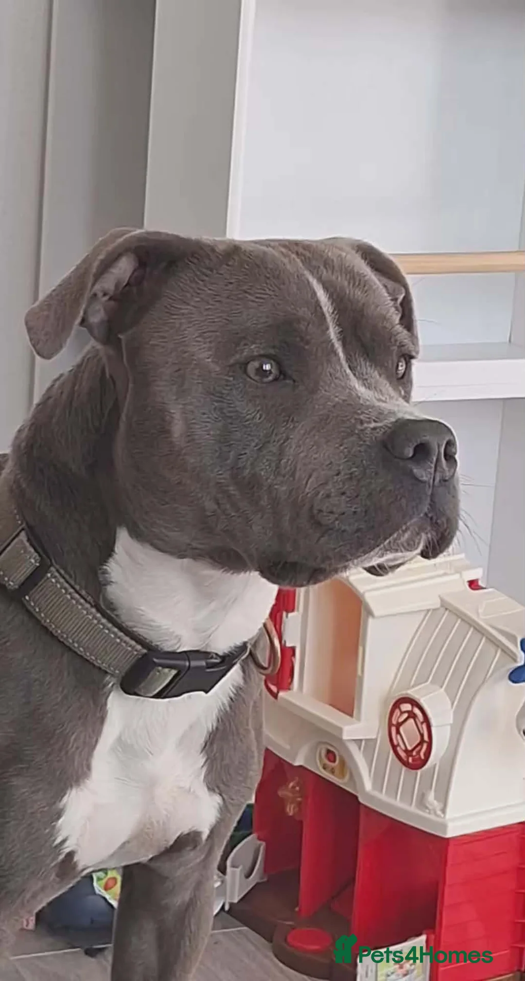 Staffordshire Bull Terrier dogs for sale: Proven blue Staffordshire bull terrier male - Advert 2