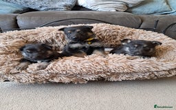 German Shepherd dogs for sale: German shepherd puppies  - Image 1