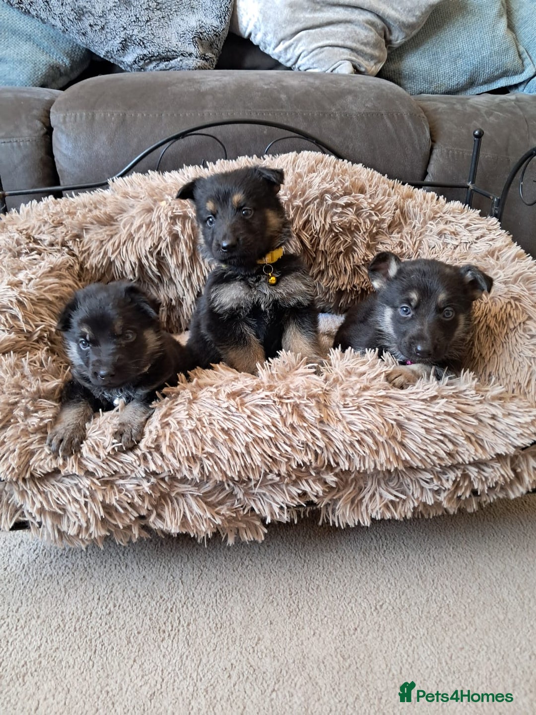 German Shepherd dogs for sale: German shepherd puppies  - Image 1