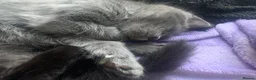 Ragdoll cats for sale: Ragdoll mix  - Advert 13