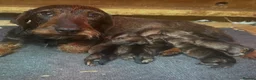 Dachshund dogs for sale: 3 gorgeous dachshund puppies  - Advert 2