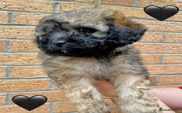 Cavapoo dogs for sale: 💖 Top Quality F1B Cavapoo Puppies DNA TESTED 💖 - Image 27