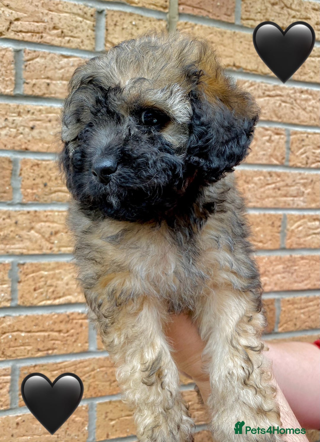 Cavapoo dogs for sale: 💖 Top Quality F1B Cavapoo Puppies DNA TESTED 💖 - Image 27