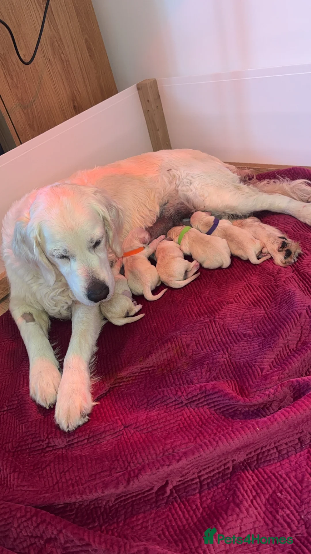 Golden Retriever dogs for sale: Golden retriever puppies🩷🩵 in Aberdare - Advert 8