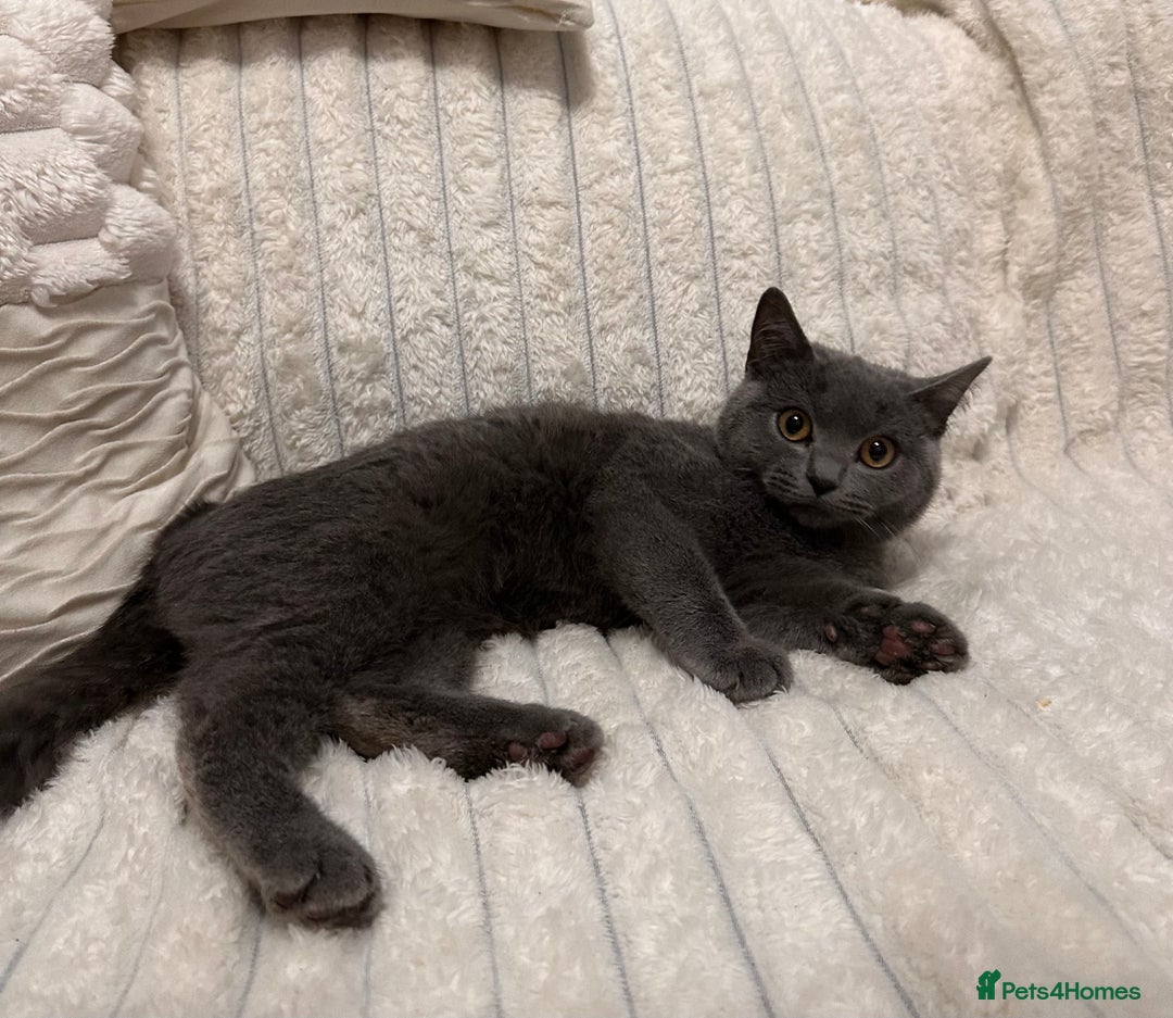 Scottish Fold cats for sale: Handsome boys available  - Image 5