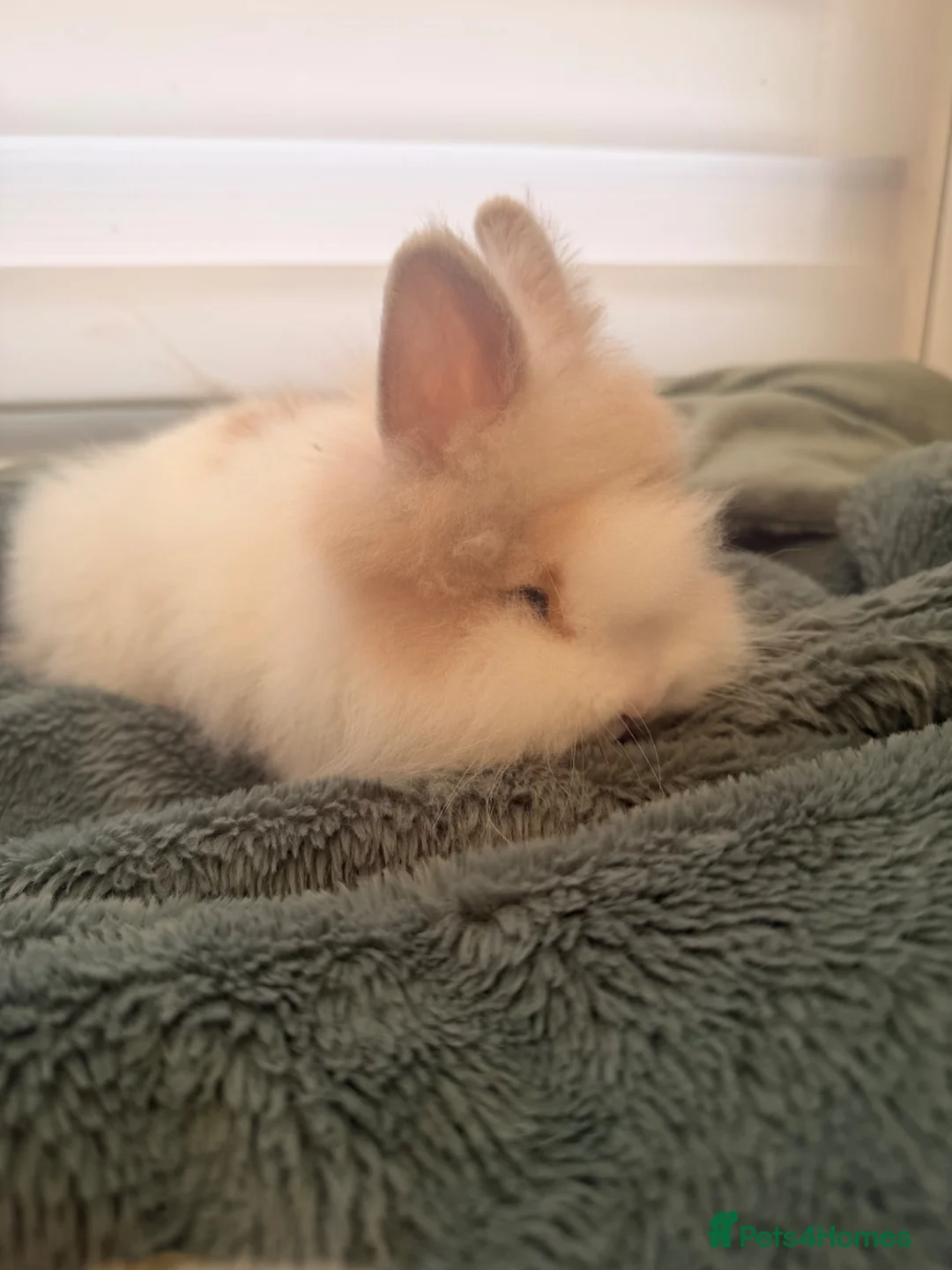 Lionhead rabbits for sale: 🐰ADORABLE LIONHEAD BUNNIES FOR SALE🐰 - Advert 2