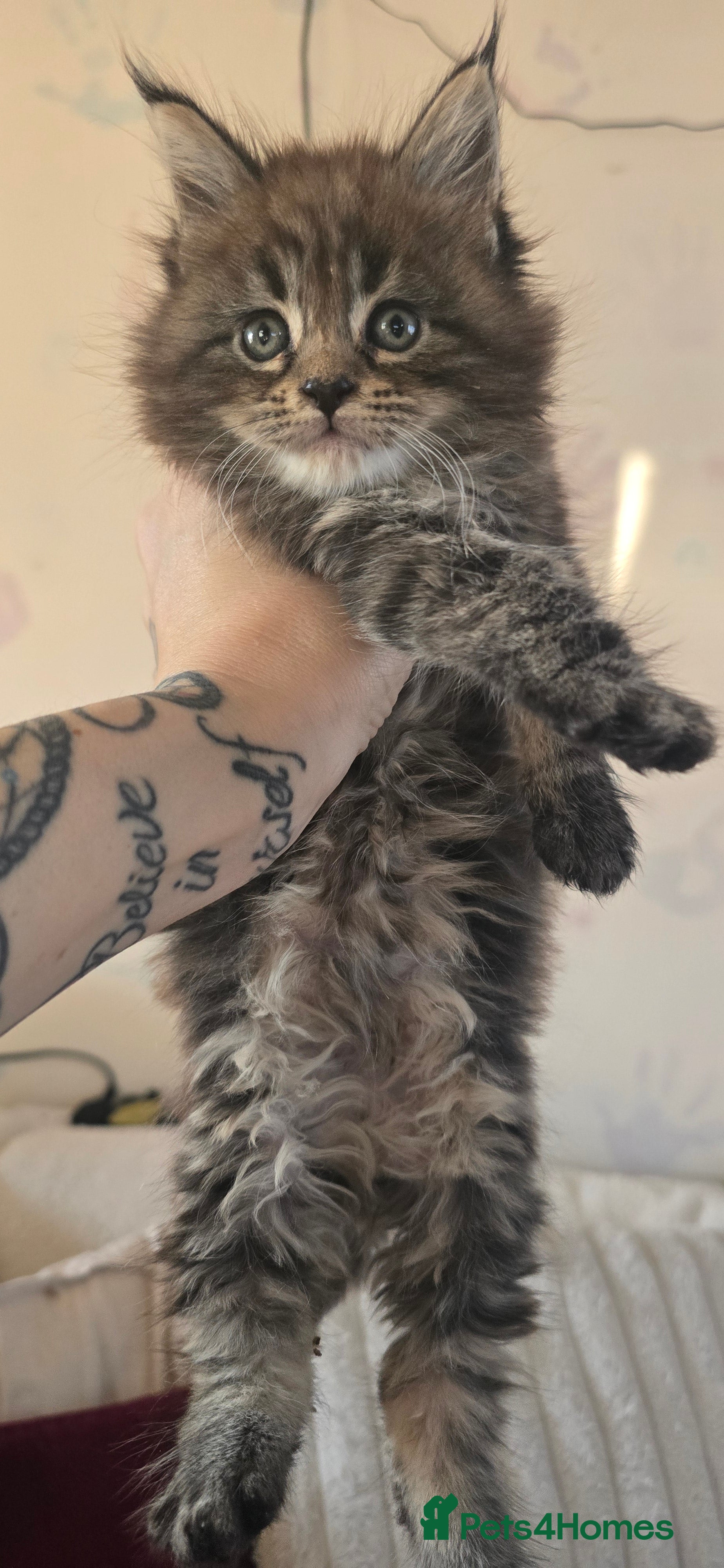 Maine Coon cats Last female Maincoon kitten  - Advert 2