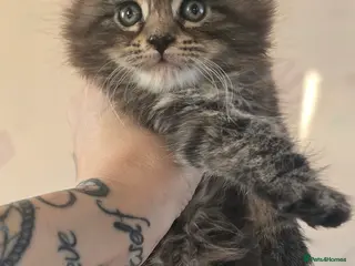 Maine Coon cats Last female Maincoon kitten - Advert 2