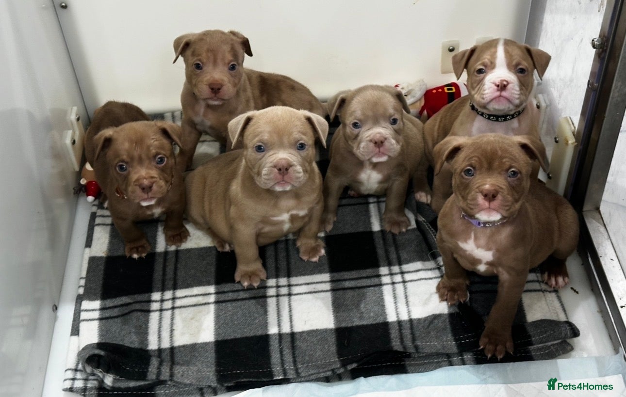American Bully dogs ABKC POCKET BULLY PUPPIES IMPORT BLOODLINES - Advert 1