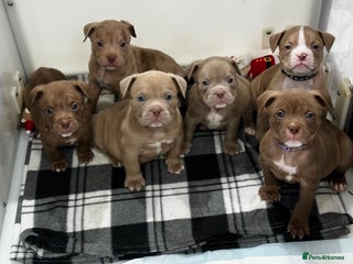 American Bully dogs ABKC POCKET BULLY PUPPIES IMPORT BLOODLINES - Advert 1