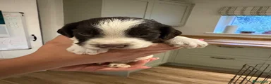 English Springer Spaniel 8
