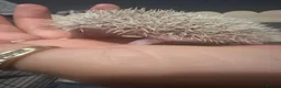 Pygmy Hedgehog rodents for sale: Pygmy hedgehogs  - Advert 7