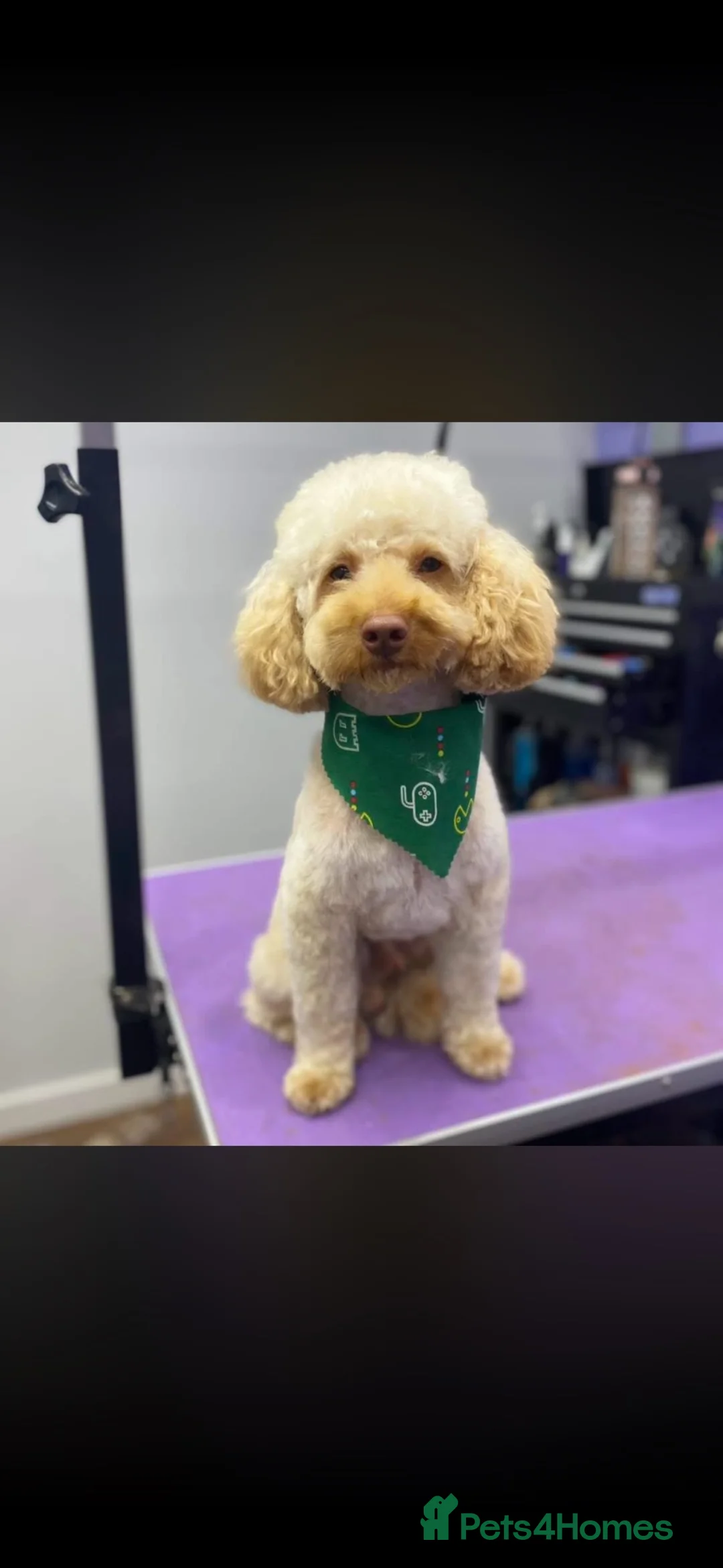 Miniature Poodle dogs for sale: Miniature poodle for sale  in Braintree - Advert 3