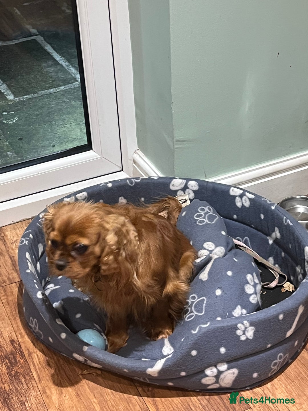 Cavalier King Charles Spaniel dogs for sale: Pure pedigree kc registered ruby cavaliers - Advert 4