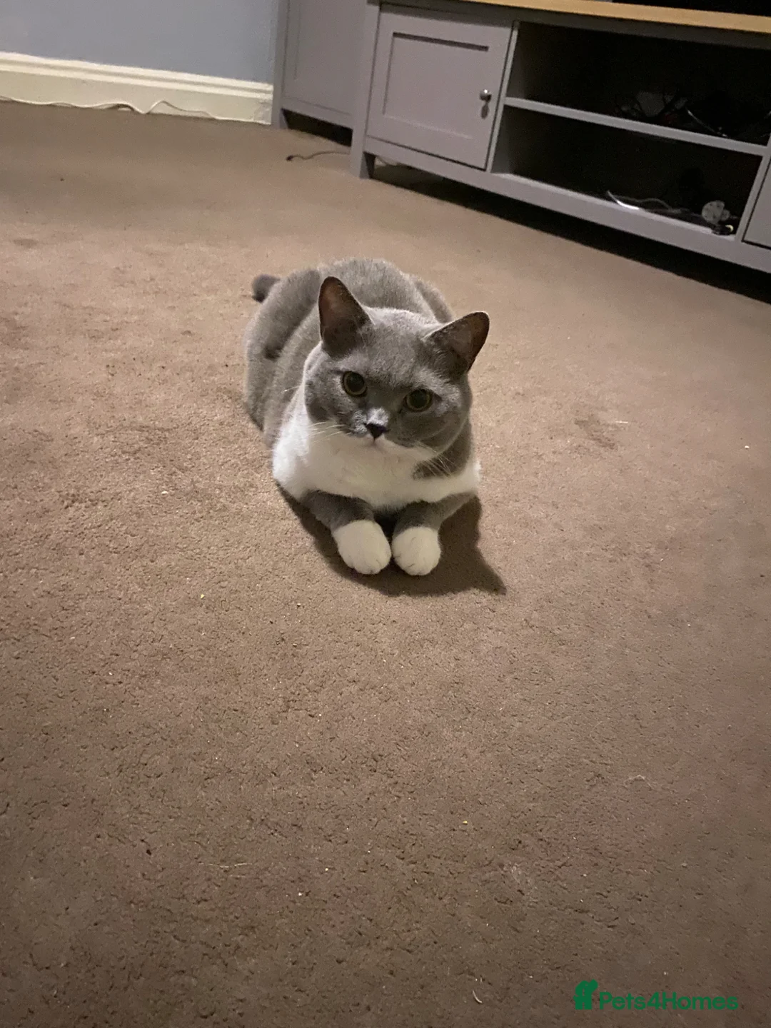 British Shorthair cats for sale: Beautiful British Shorthaired Male  in Rotherham - Advert 2