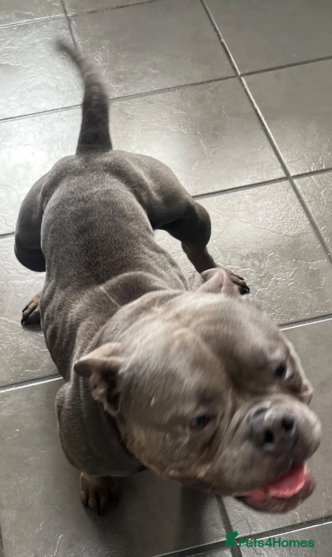 American Bully dogs for sale: Gorgeous chunky 5y pocket bully  in Llanelli - Advert 16