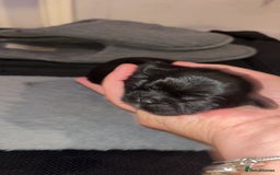 Shih Tzu dogs for sale: 4 adorable shih tzus  - Image 1