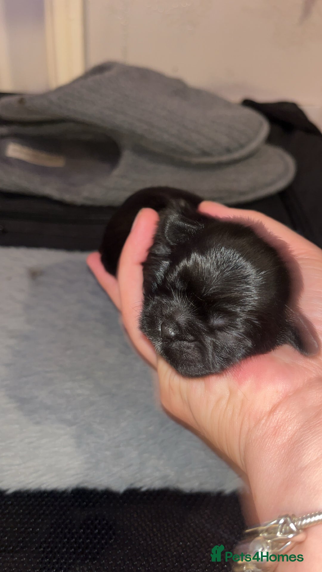 Shih Tzu dogs for sale: 4 adorable shih tzus  - Image 1