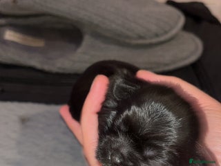 Shih Tzu dogs - Advert 6