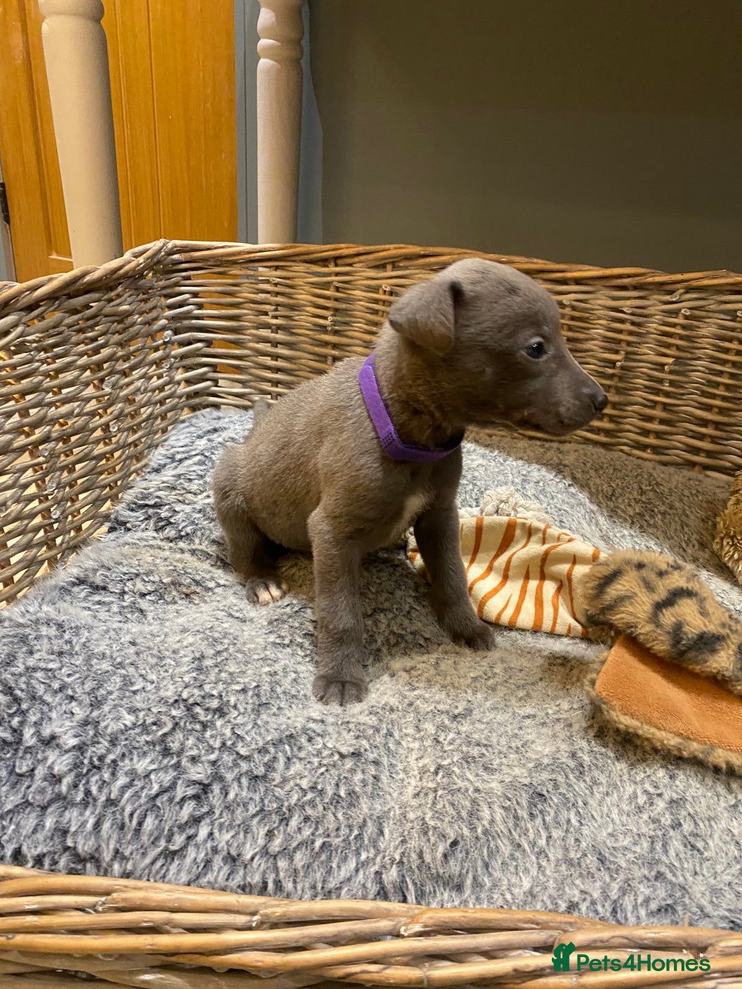 Mixed Breed dogs for sale: Beautiful merle whippet x collie puppies  - Advert 15