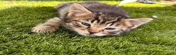 Mixed Breed cats for sale: Kittens for sale  in Oldbury - Advert 6