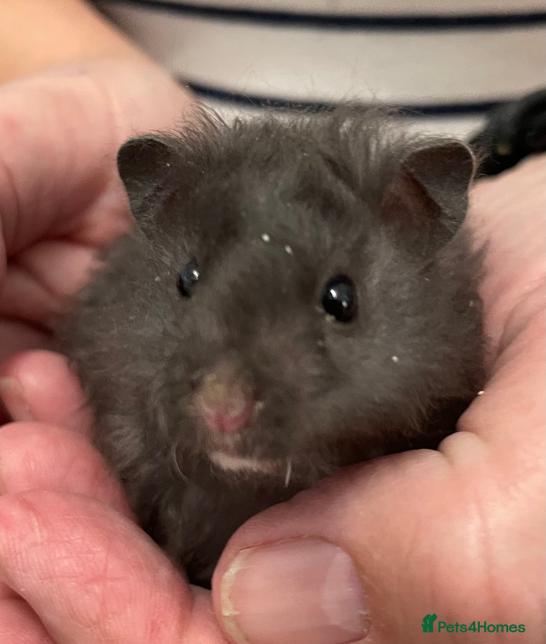 Hamster rodents for sale: Baby Syrian hamsters from show stock  - Image 28