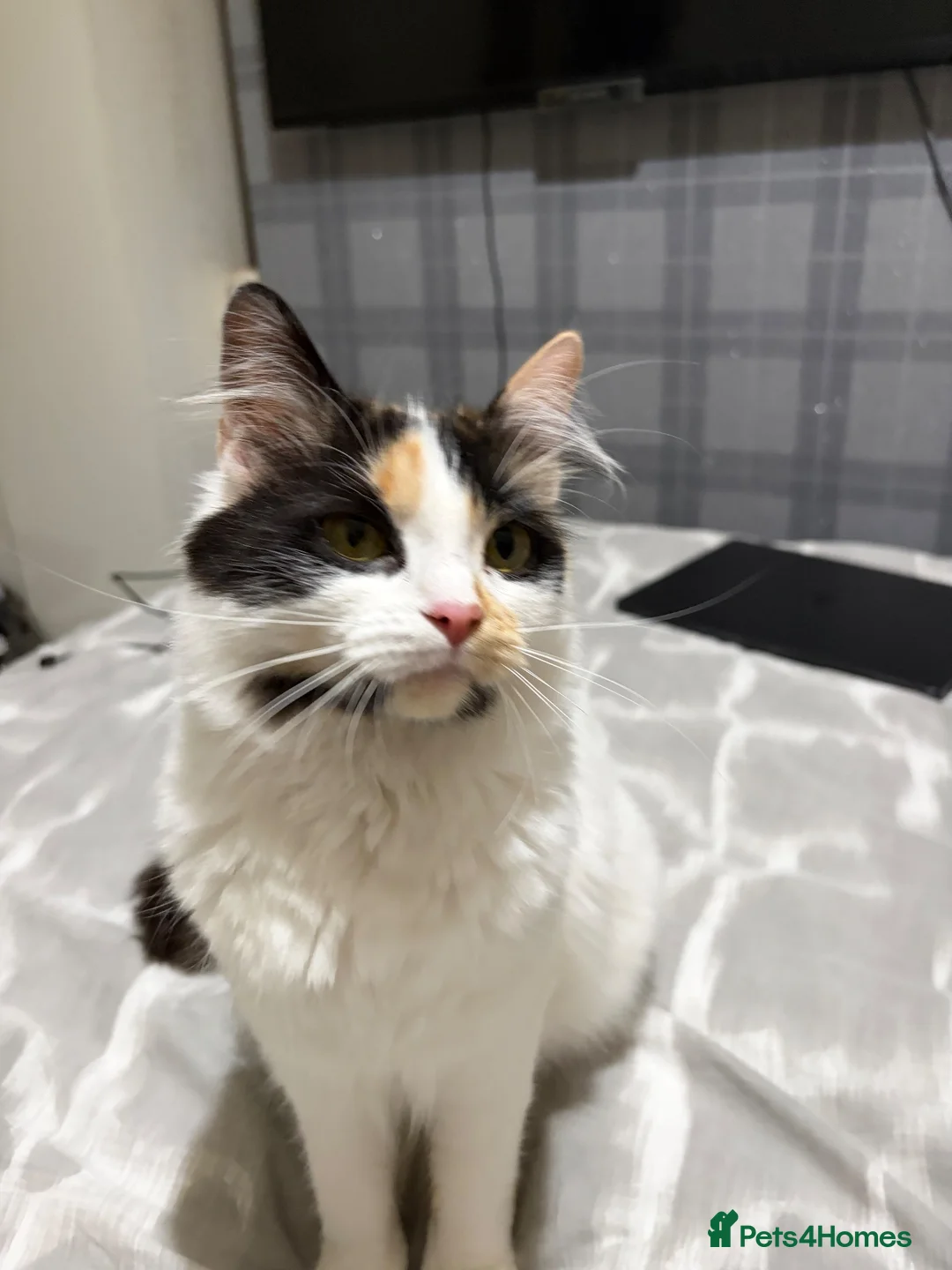 Maine Coon cats for sale: Gorgeous 1/4 Maine coon kittens - Advert 5