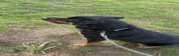 Rottweiler dogs for sale: Loving 4yr Rottweiler girl needs new home - Advert 5