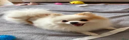 Pomeranian dogs for sale: Pomeranian puppies available for loving homes 💙💗 in Ilkeston - Advert 15