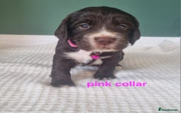 Cocker Spaniel dogs for sale: Beautiful cocker spaniel puppies - Image 12