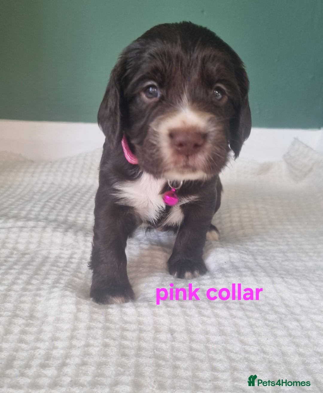 Cocker Spaniel dogs for sale: Beautiful cocker spaniel puppies - Image 12