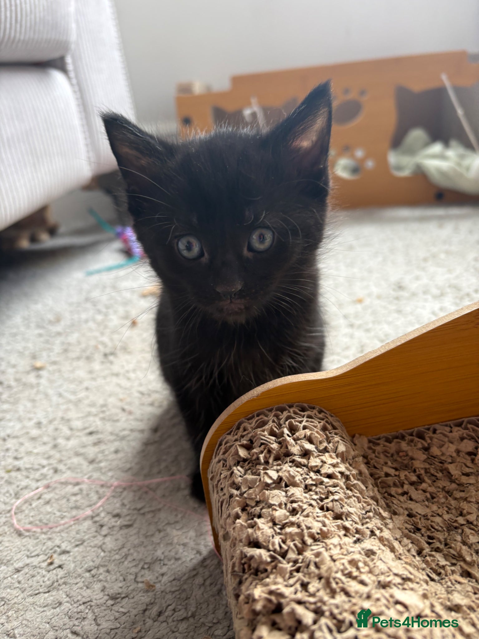 Mixed Breed cats Beautiful playful kittens £100 - £250 - Advert 7