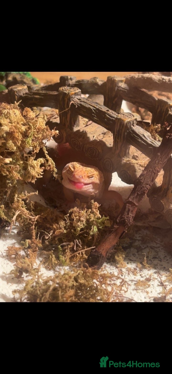 Leopard Gecko reptiles Tangerine albino leopard gecko  - Advert 4