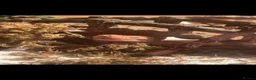 Leopard Gecko reptiles for sale: Tangerine albino leopard gecko  in Motherwell - Advert 1