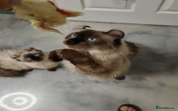American Curl cats for sale: Two very rare and wonderful kittens for sale - Image 13