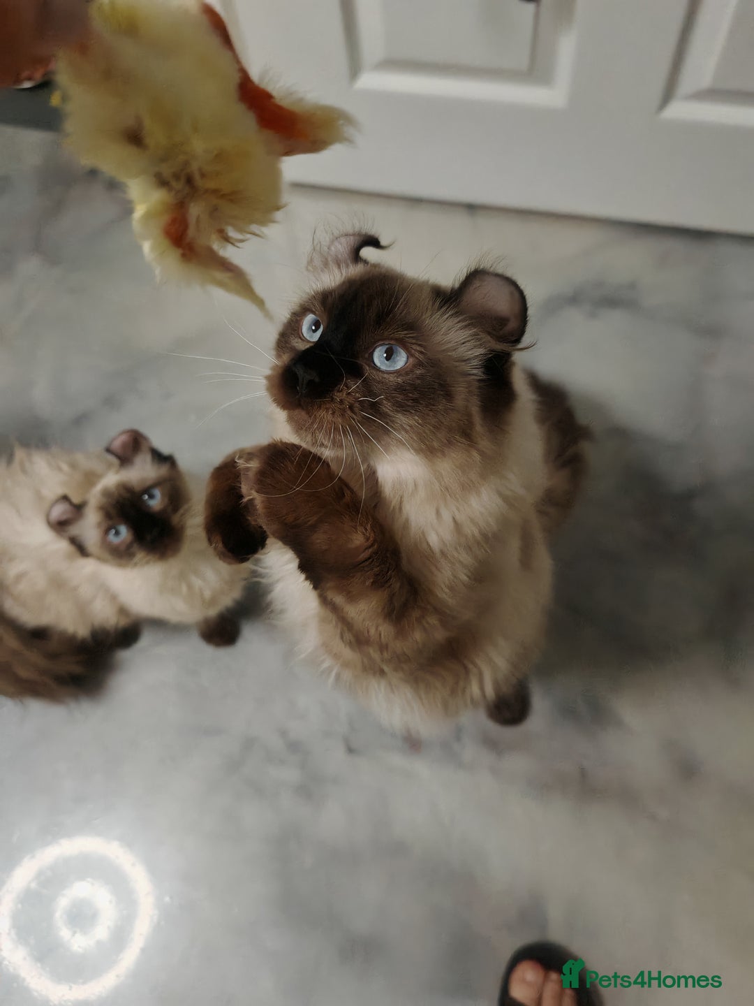 American Curl cats for sale: Two very rare and wonderful kittens for sale - Image 13