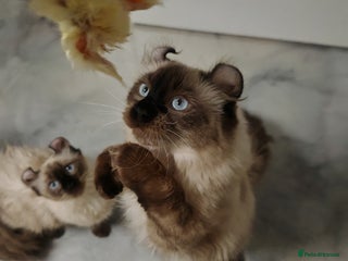 American Curl cats Two very rare and wonderful kittens for sale - Advert 1