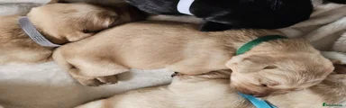 Labrador Retriever 6