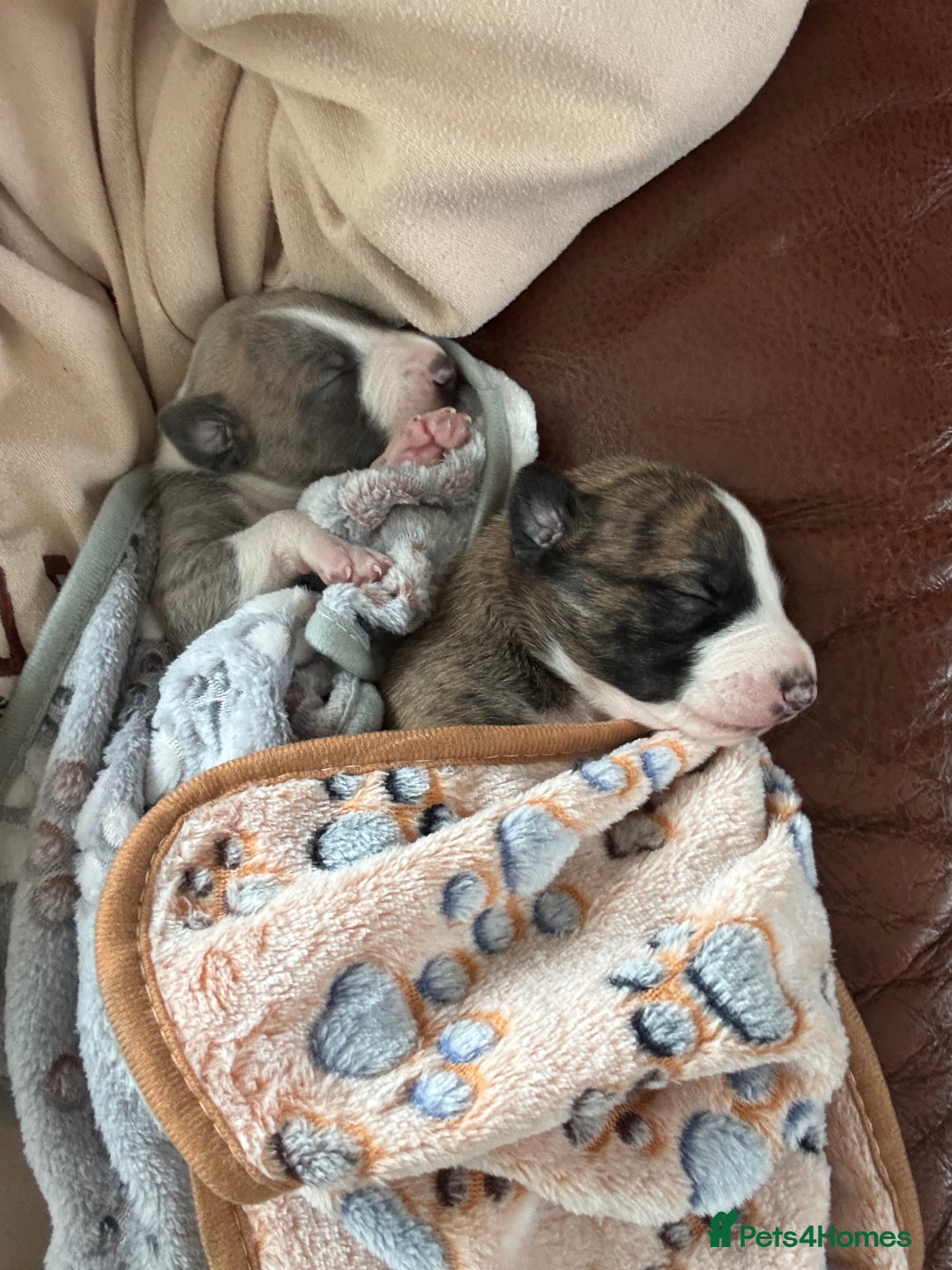 Whippet dogs for sale: Beautiful Blue Girl Whippet pup LAST ONE - Advert 13