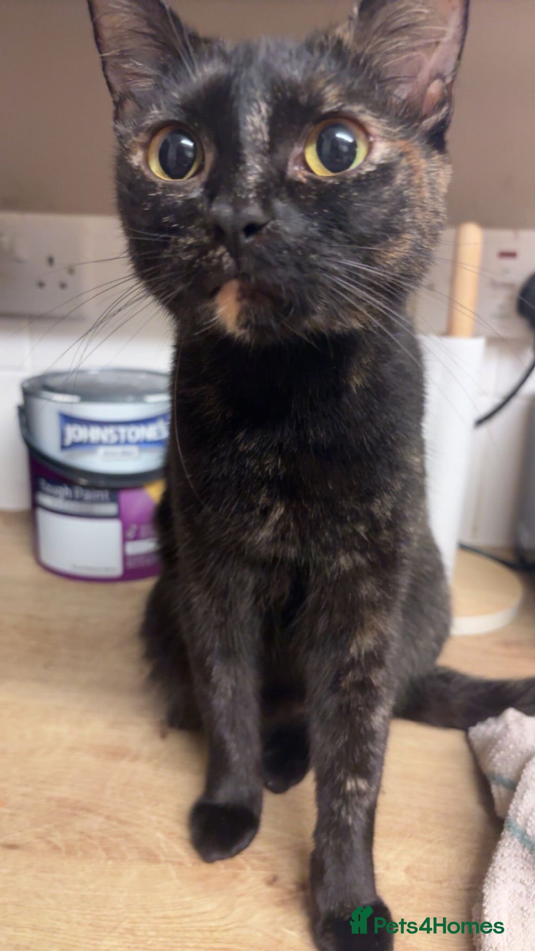 Mixed Breed cats Ginger male female mixed colours  - Advert 1