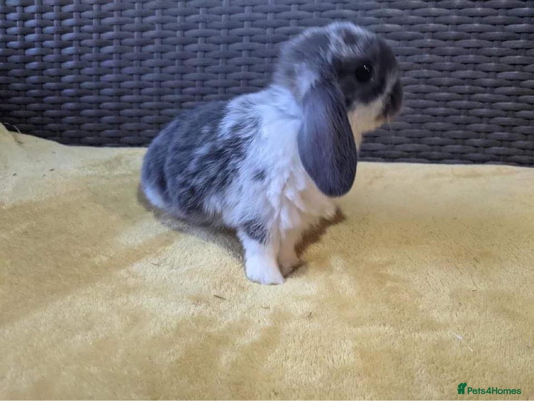 Mini Lop rabbits for sale: MINI LOP BUNNIES - PEDIGREE  - Image 14