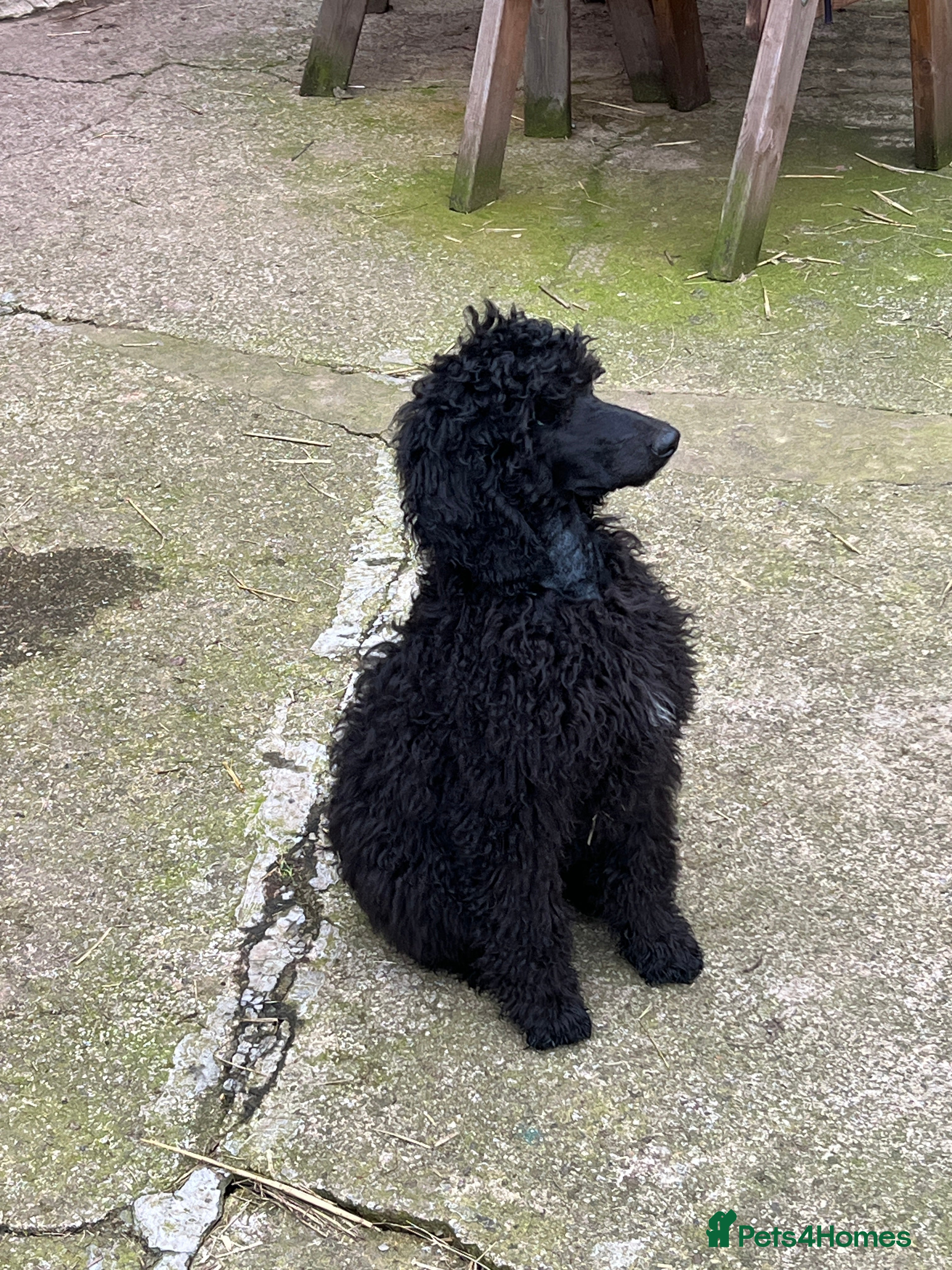Standard Poodle dogs Margot - Advert 4