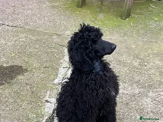 Standard Poodle dogs Margot - Advert 4