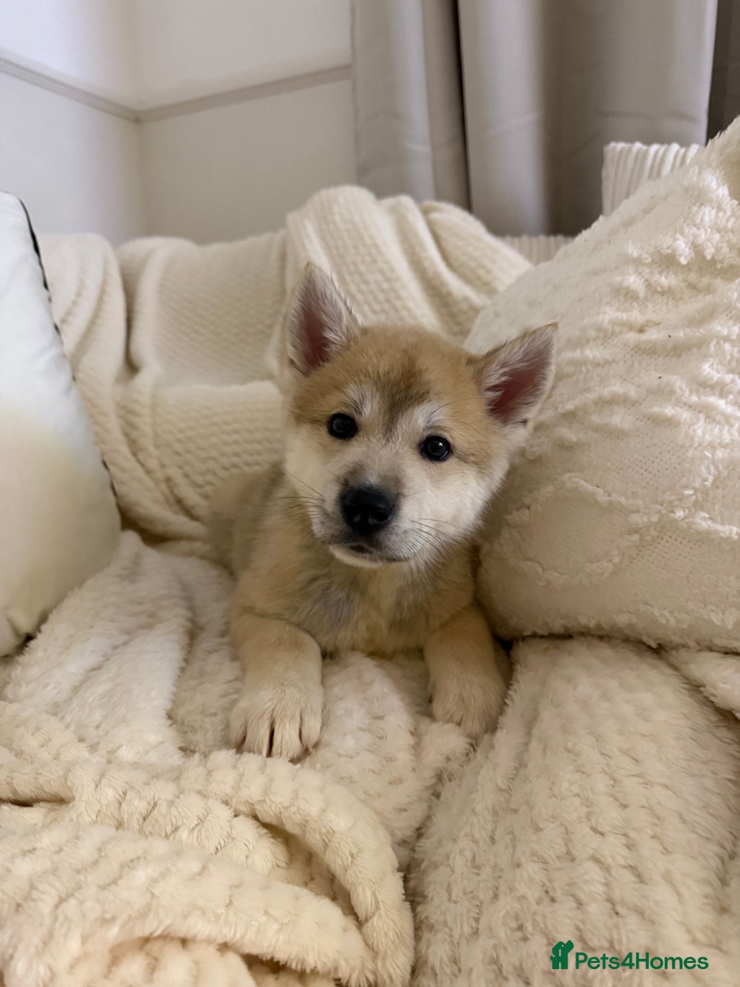 Huskita dogs for sale: READY NOW Huskita Puppies - Advert 10