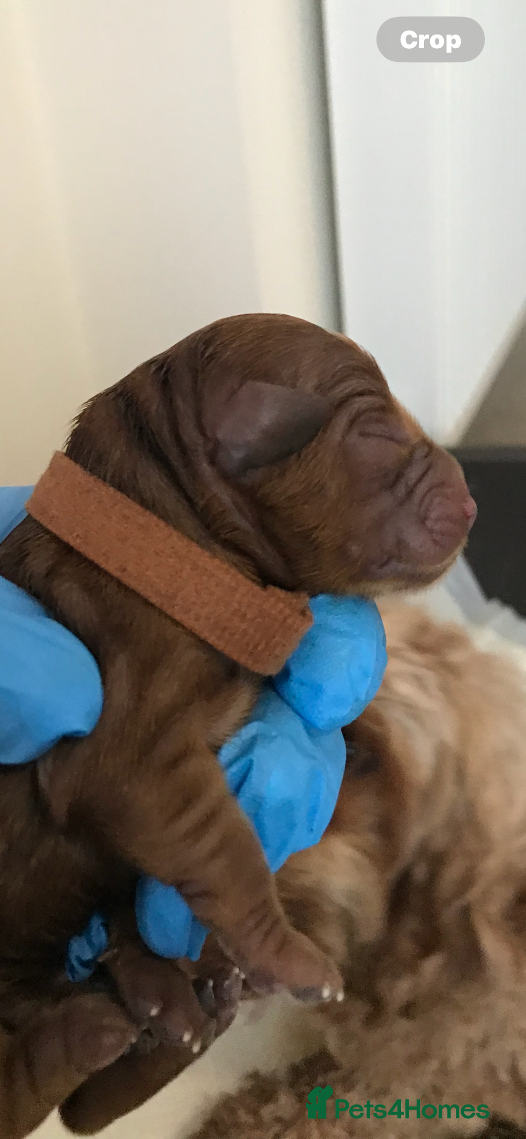 Cockapoo dogs for sale: F2B Cockapoos due 23rd Dec - Advert 4