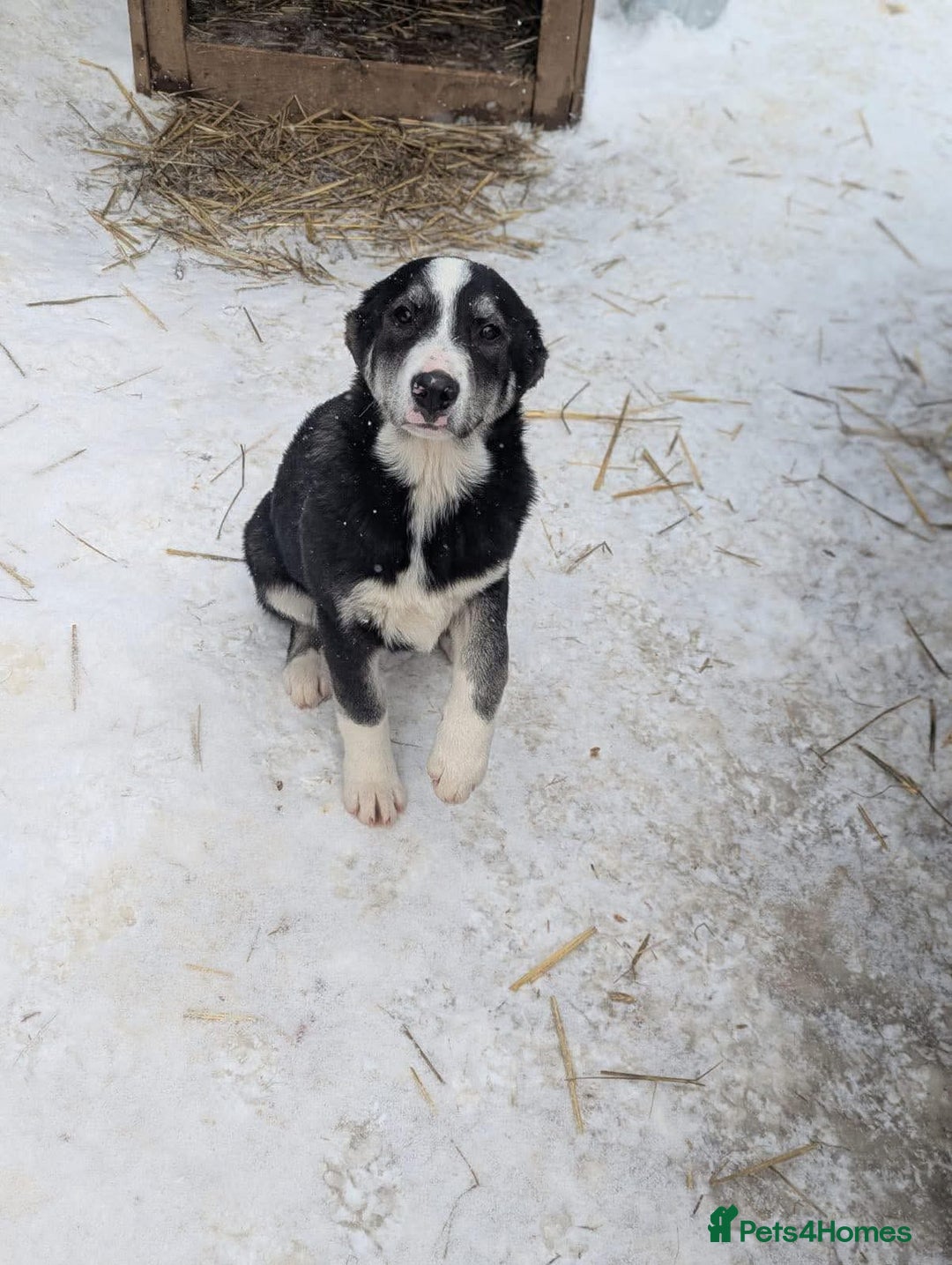 Mixed Breed dogs for adoption: Flower 💛 - Advert 4