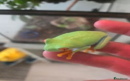 Frog reptiles for sale: Two red eyed tree frogs - Image 3