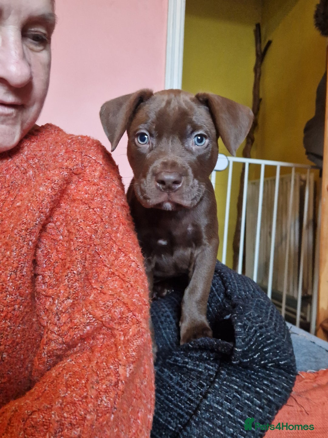 Mixed Breed dogs for sale: Doberman/labrador x american bulldog/english staff - Advert 30